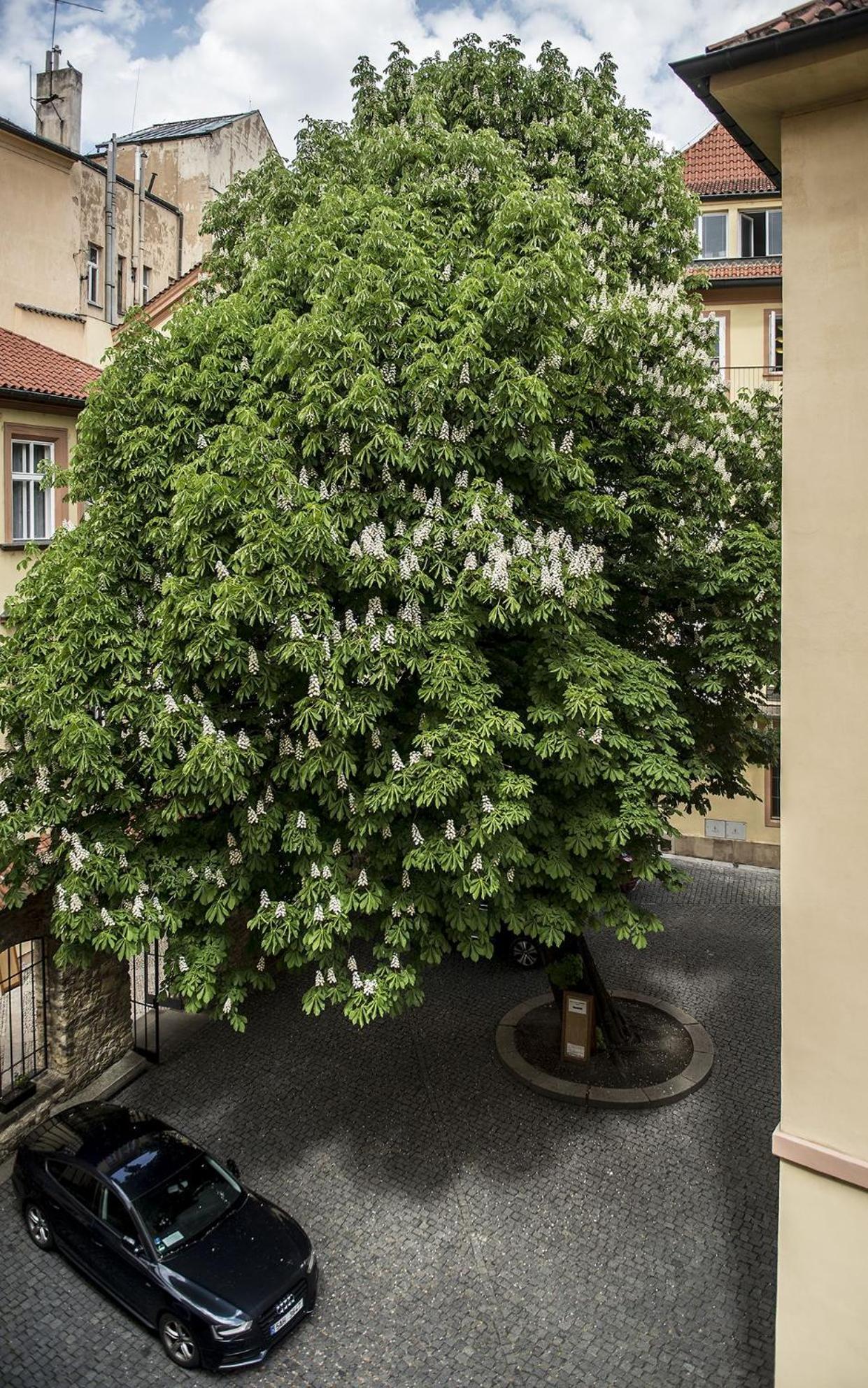 Opitzuv Dum Hotel Prague Exterior photo